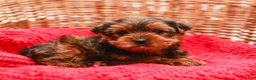 Yorkshire Terrier dogs for sale: Teddy (Small) - Ad 4