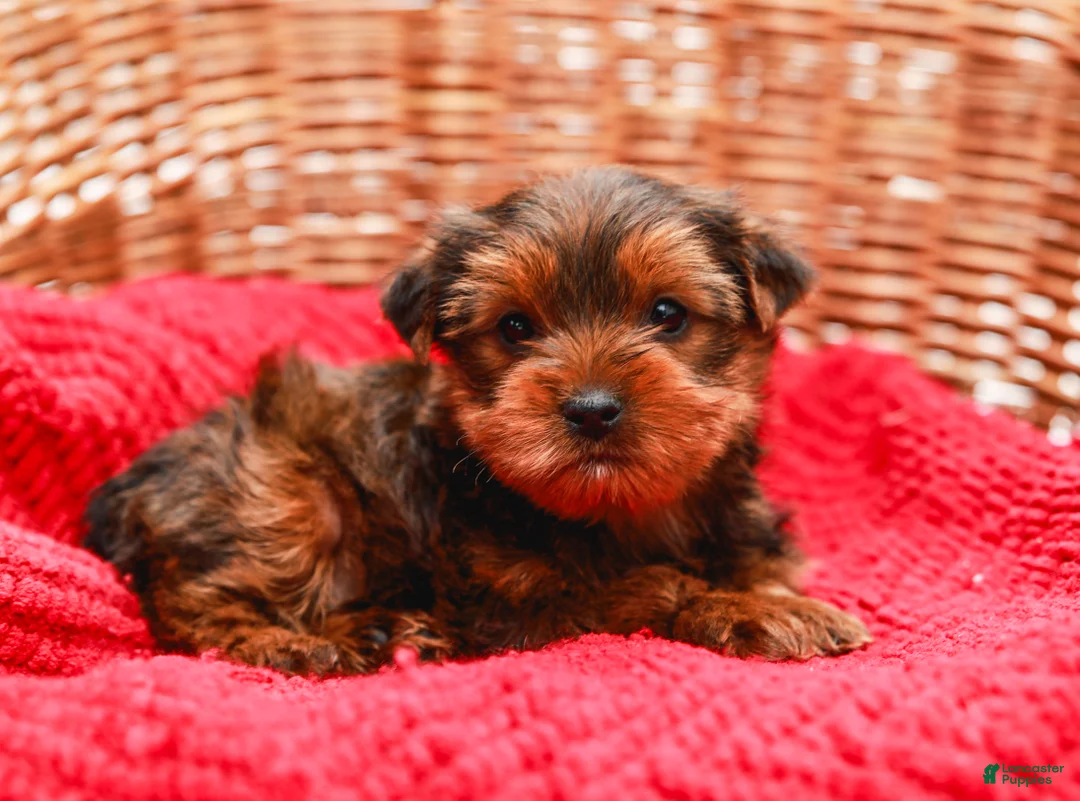 Yorkshire Terrier dogs for sale: Teddy (Small) - Ad 4
