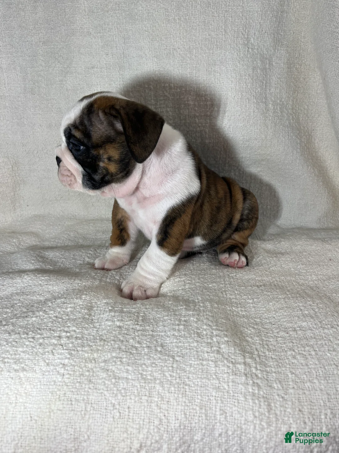 English Bulldog dogs for sale: Hank - Ad 2