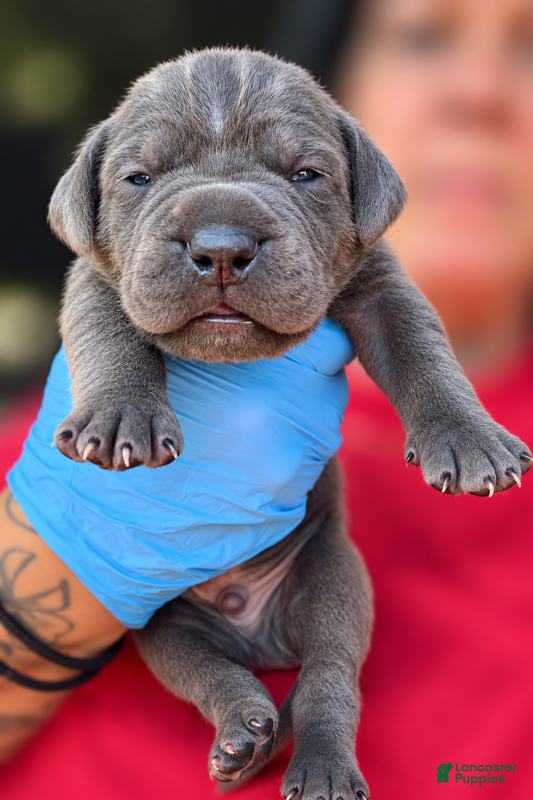 Cane Corso dogs Milan - Ad 2