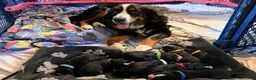 Mixed Breed dogs for sale: Millie - Ad 5