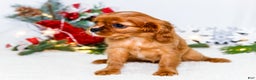 Cavalier King Charles Spaniel dogs for sale: Joy - Ad 3