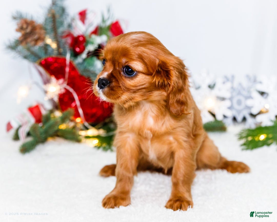 Cavalier King Charles Spaniel dogs for sale: Joy - Ad 3
