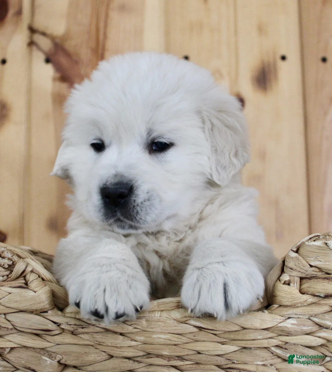 Golden Retriever dogs for sale: Sparky - Ad 6