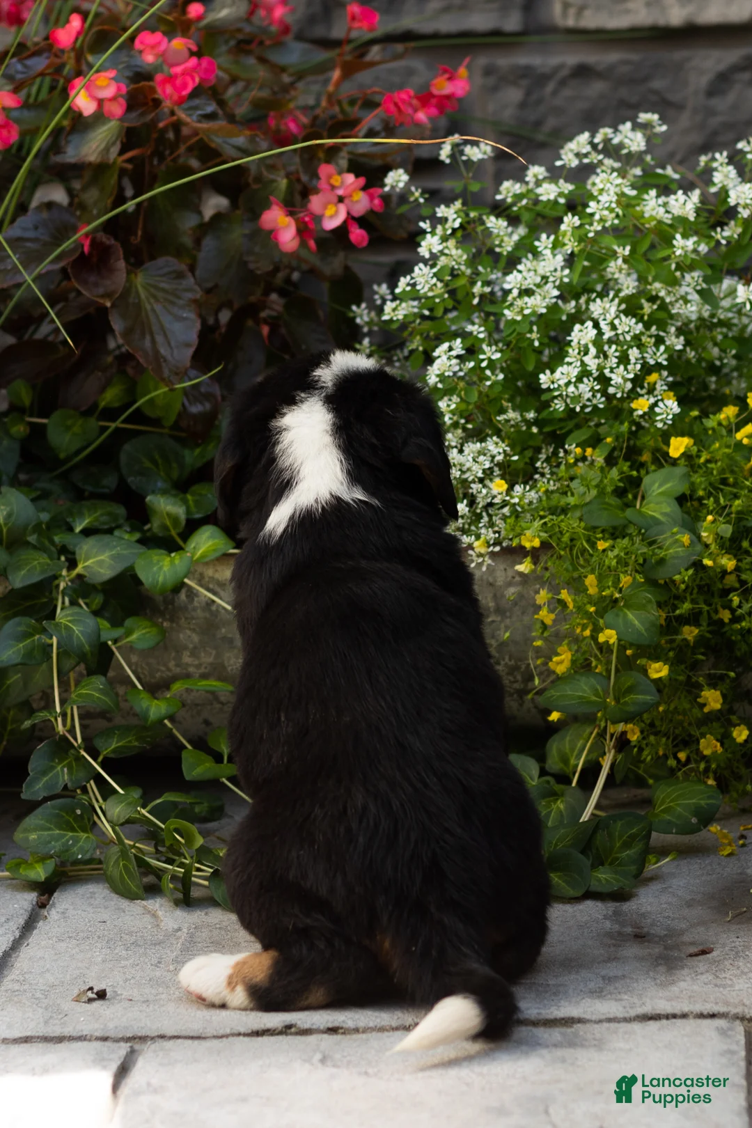 Bernese Mountain Dog dogs for sale: Macy  - Ad 4