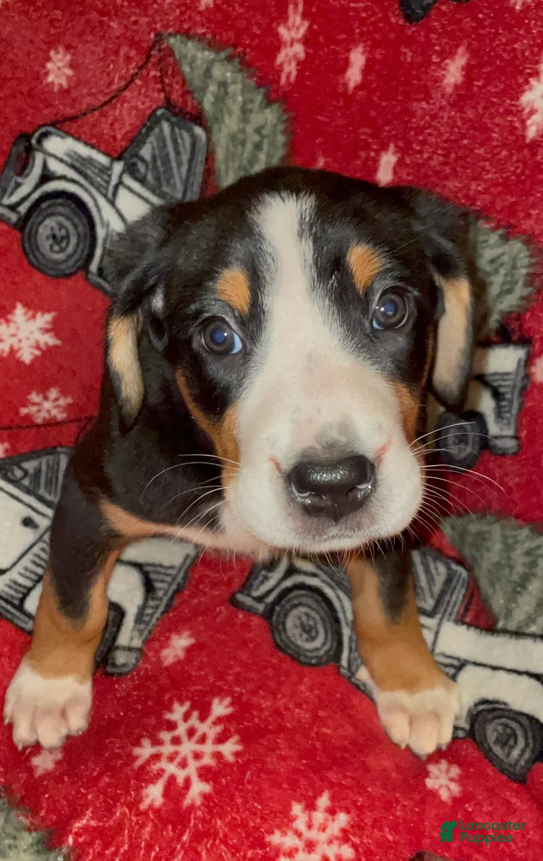 Greater Swiss Mountain Dog dogs for sale: Holly  - Ad 4