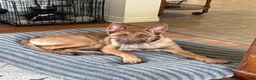 Belgian Malinois dogs for sale: Belgian Malinois Puppy 1 - Ad 3