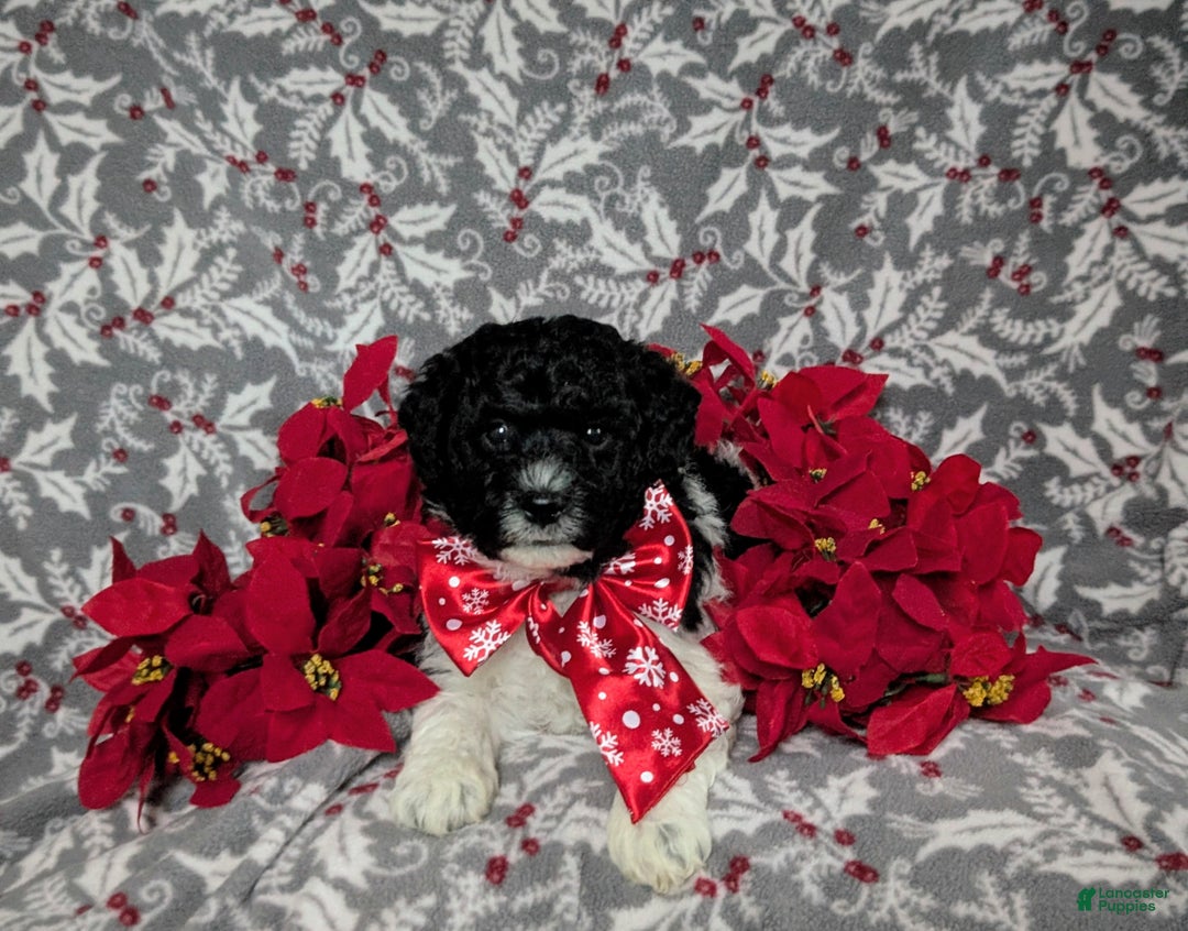 Mini Bernedoodle dogs for sale: Archie Hypoallergenic Ready for Christmas - Ad 4