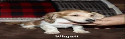 Miniature Dachshund dogs for sale: Whyatt - Ad 6