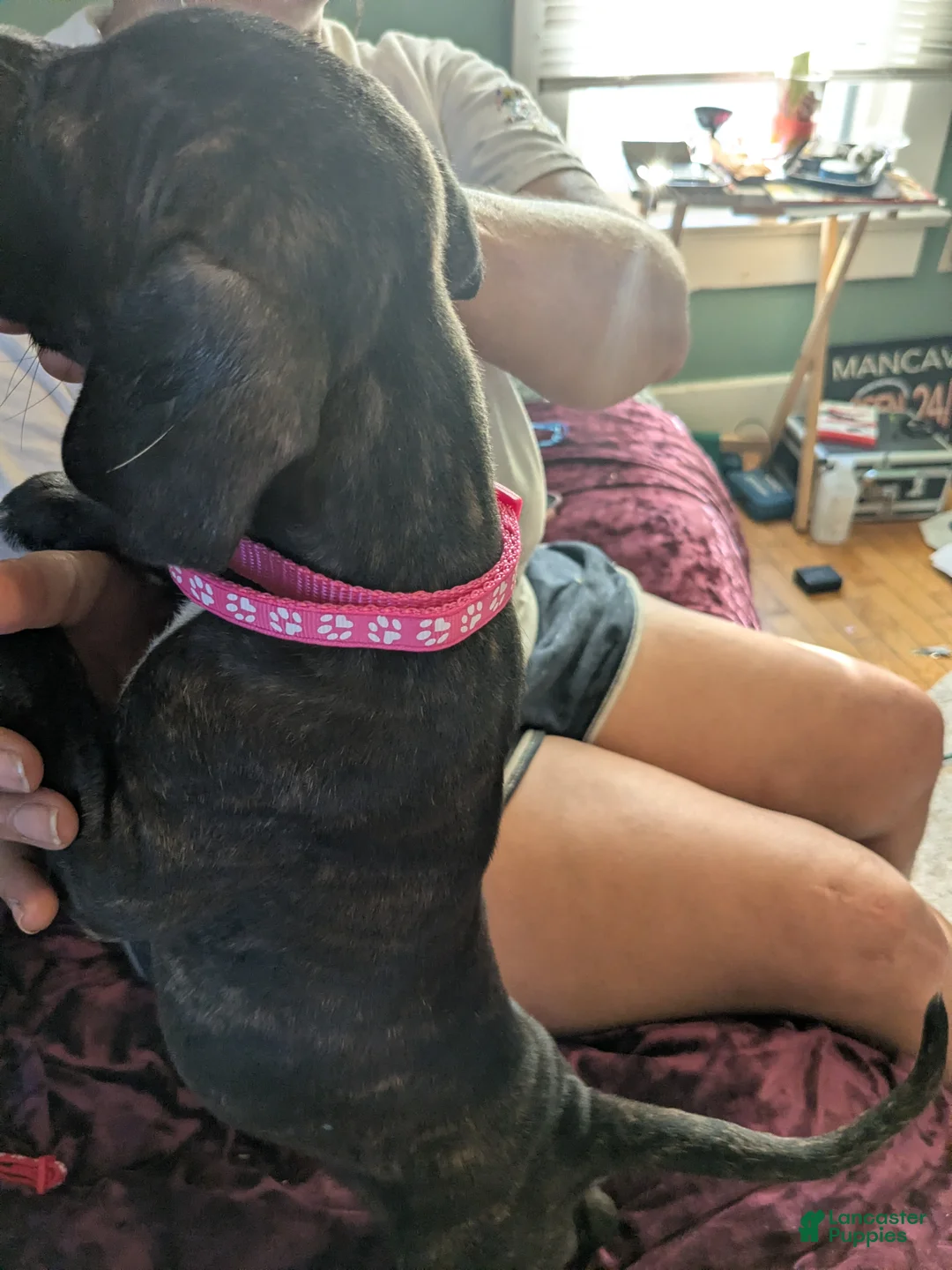 Presa Canario dogs for sale: Presa Canario 11 - Ad 1