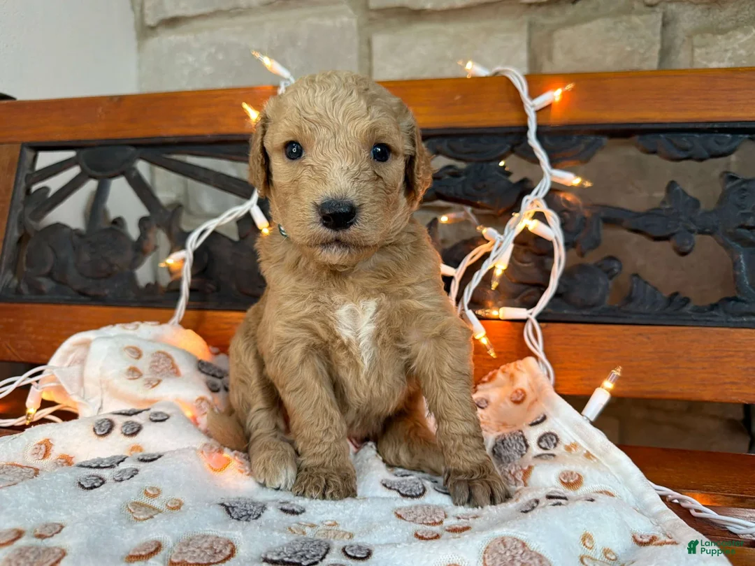 Labradoodle dogs for sale: Zena (Girl) - Ad 2