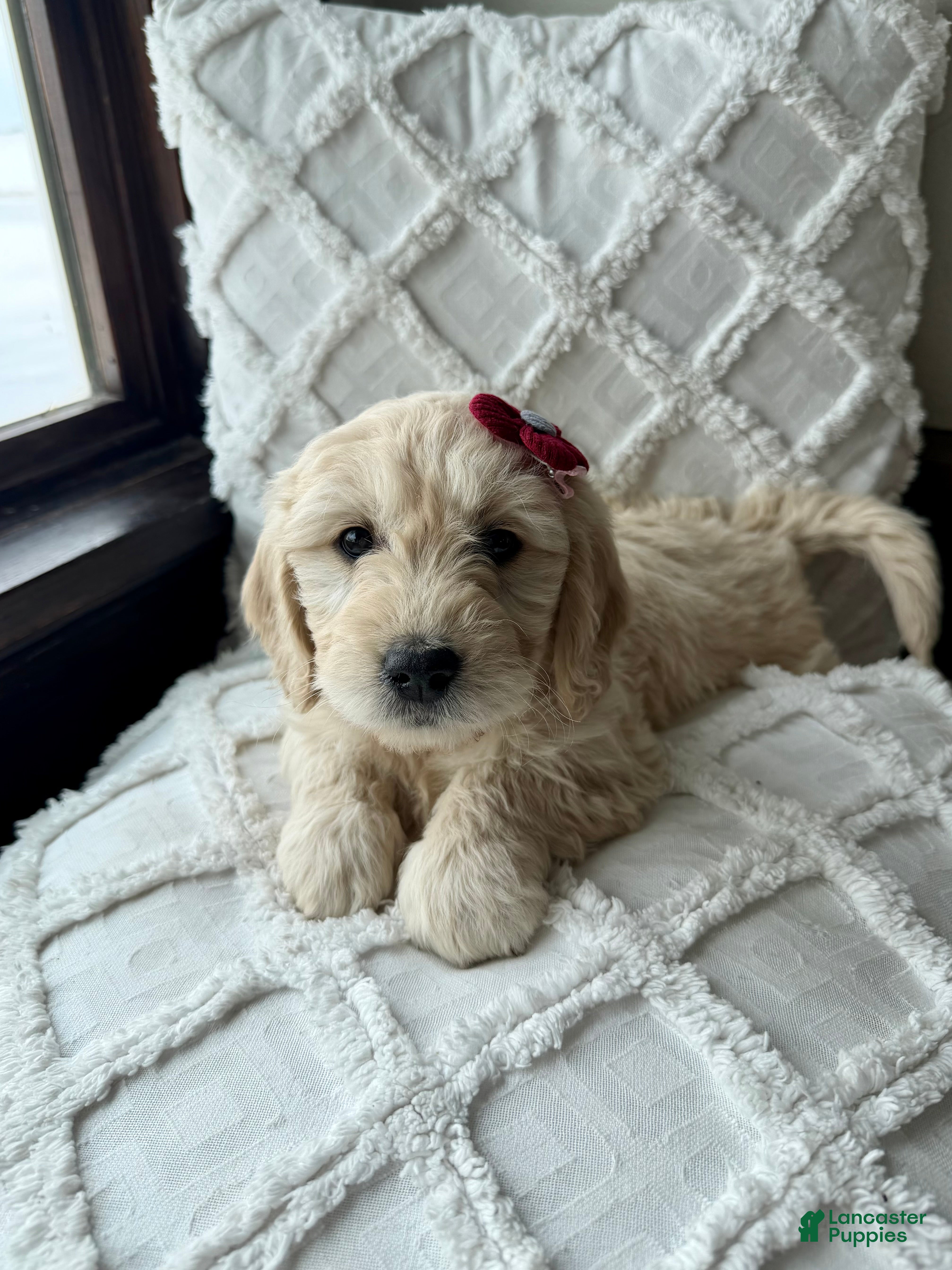 Mini Goldendoodle dogs Holly - Ad 2