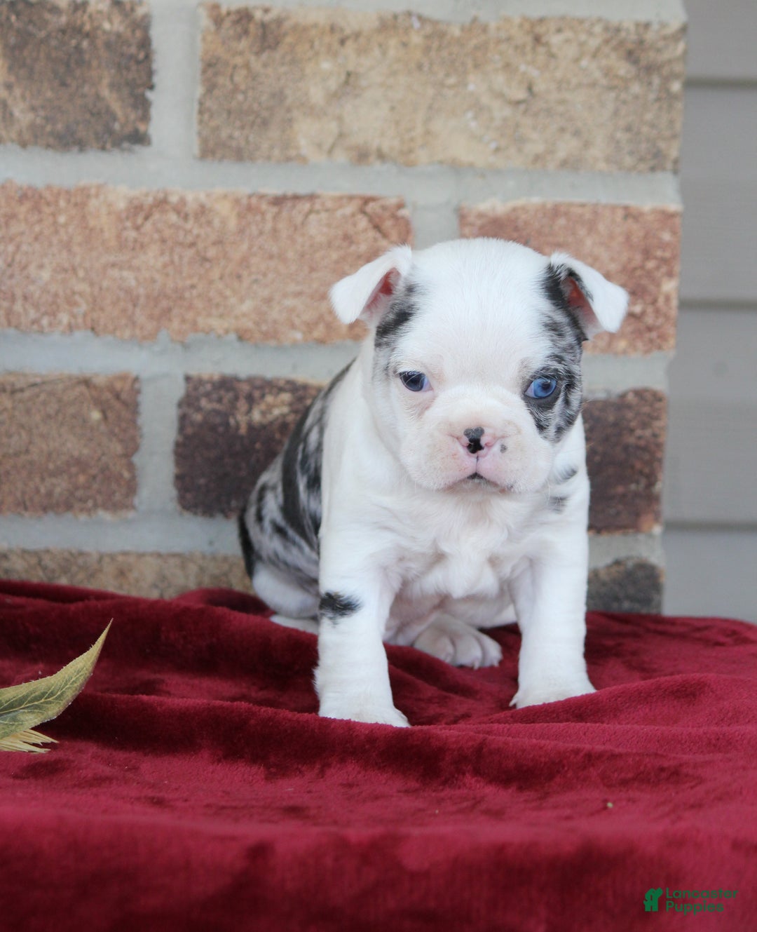 Mixed Breed dogs for sale: Finley - Ad 8