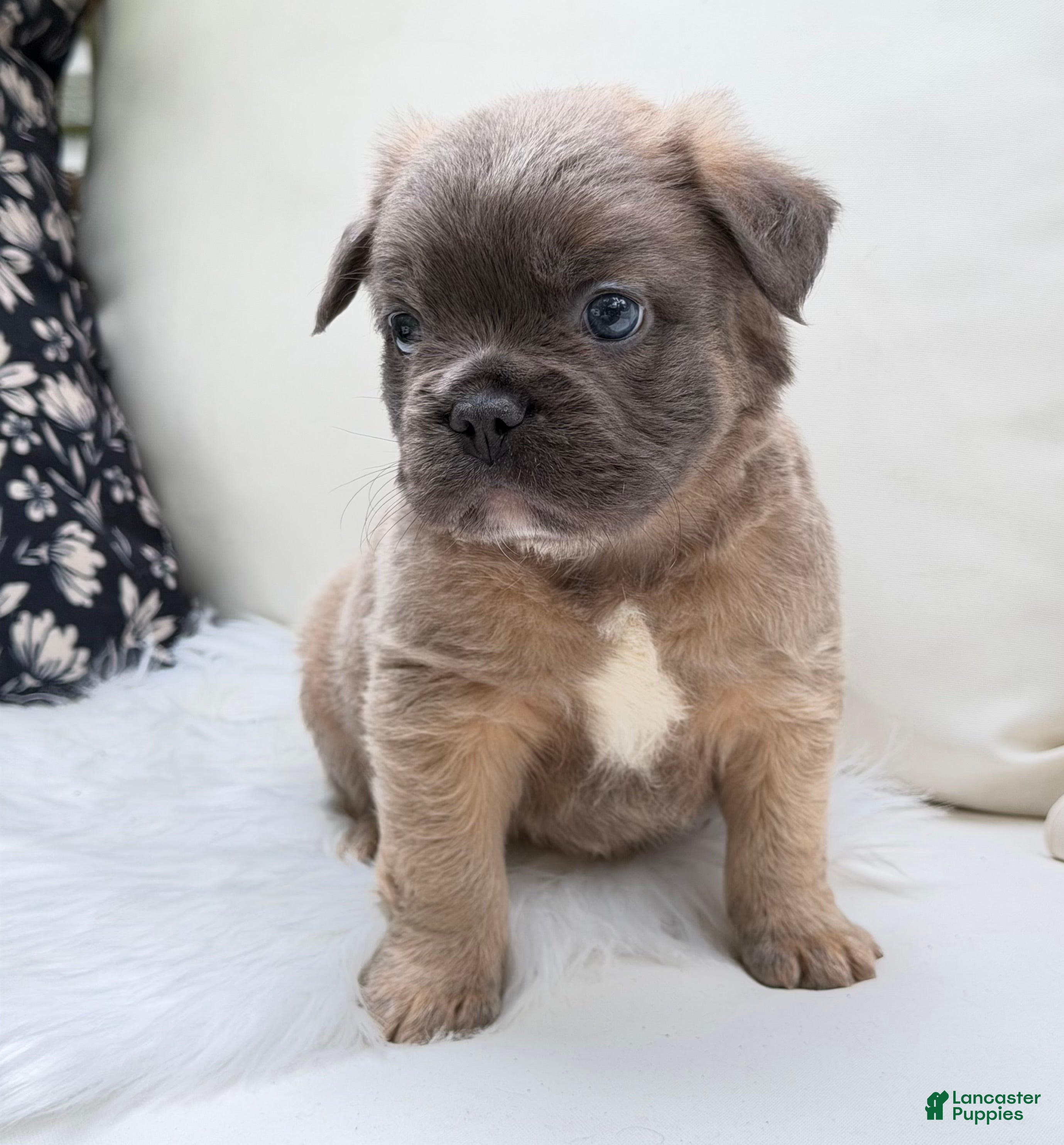 French Bulldog dogs Ash - Ad 2