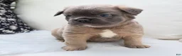 French Bulldog dogs for sale: Ash - Ad 2