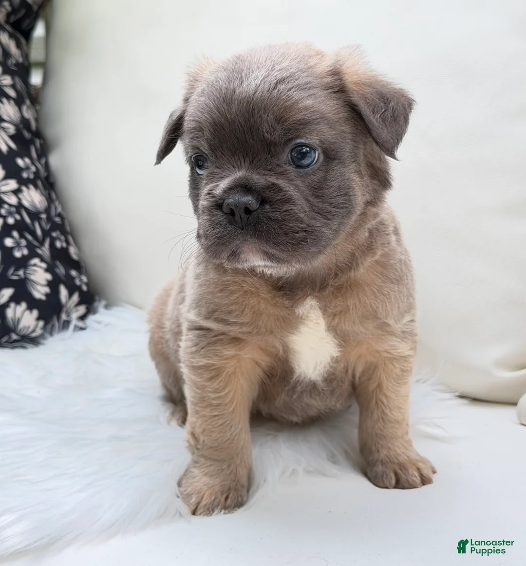 French Bulldog dogs for sale: Ash - Ad 2