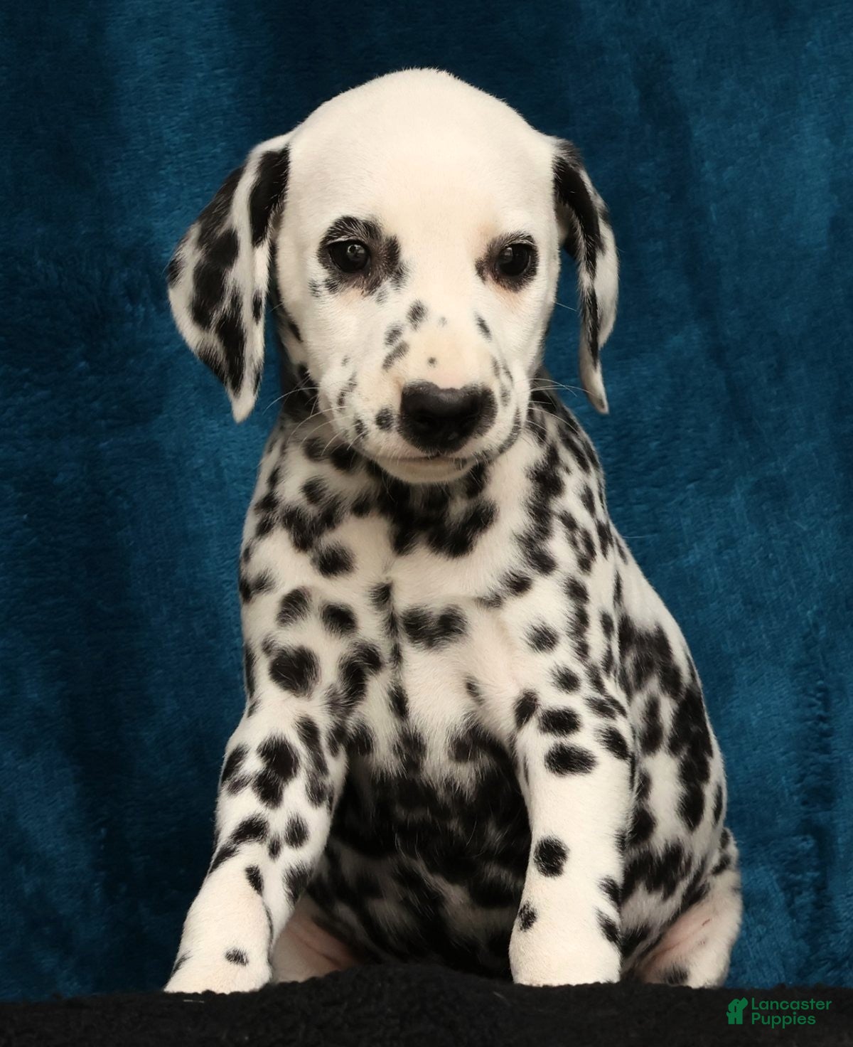 Dalmatian dogs Nellie - Ad 2