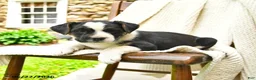 Mixed Breed dogs for sale: Tallahassee - Ad 3