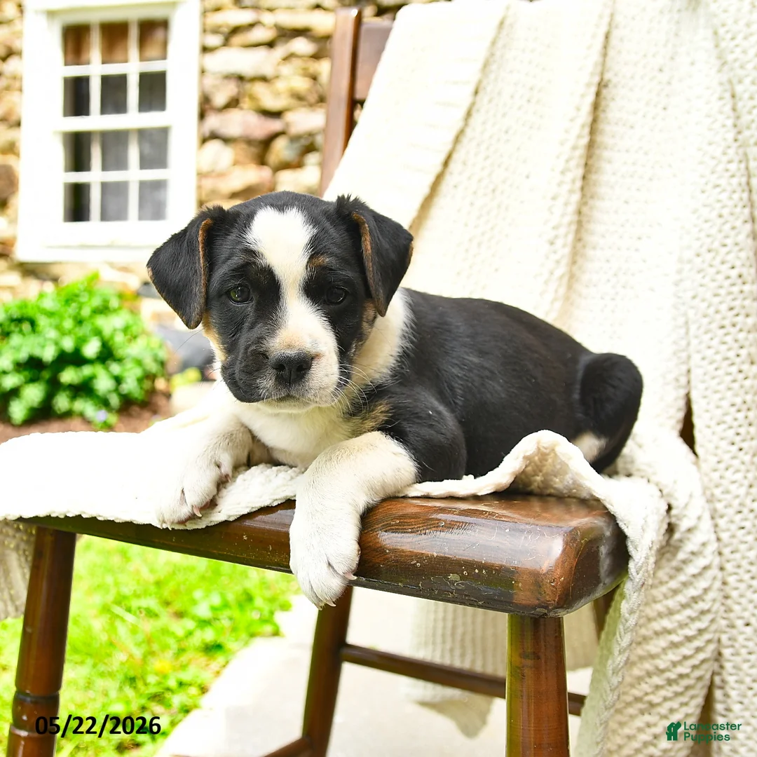 Mixed Breed dogs for sale: Tallahassee - Ad 3