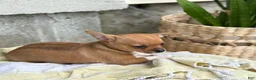 Chihuahua dogs for sale: Rover - Ad 9