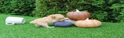 Toy Poodle dogs for sale: AKC Emmett(tiny) - Ad 9
