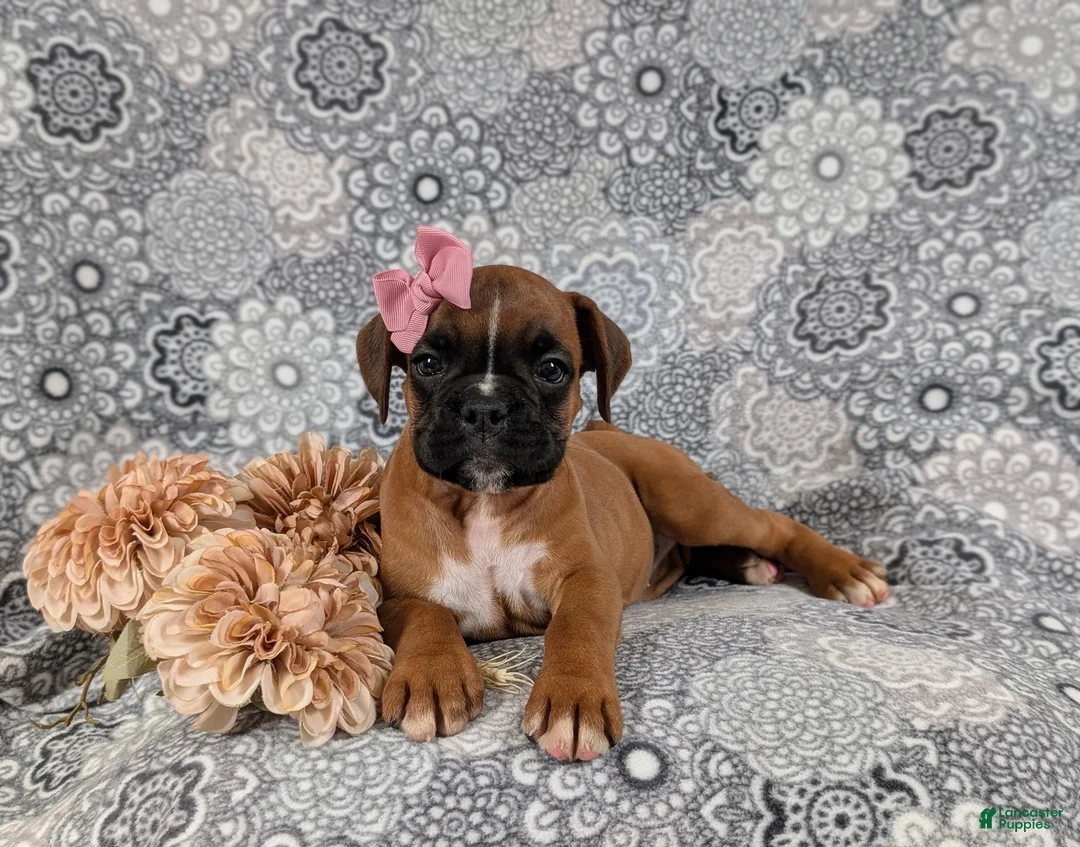 Boxer dogs for sale: Raina - Ad 6