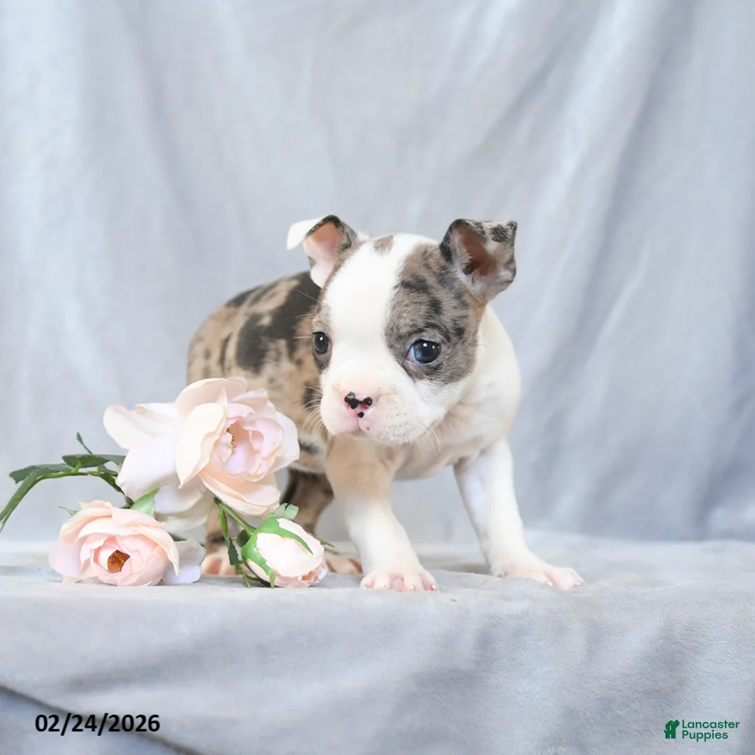 Boston Terrier dogs for sale: Flossy - Ad 4