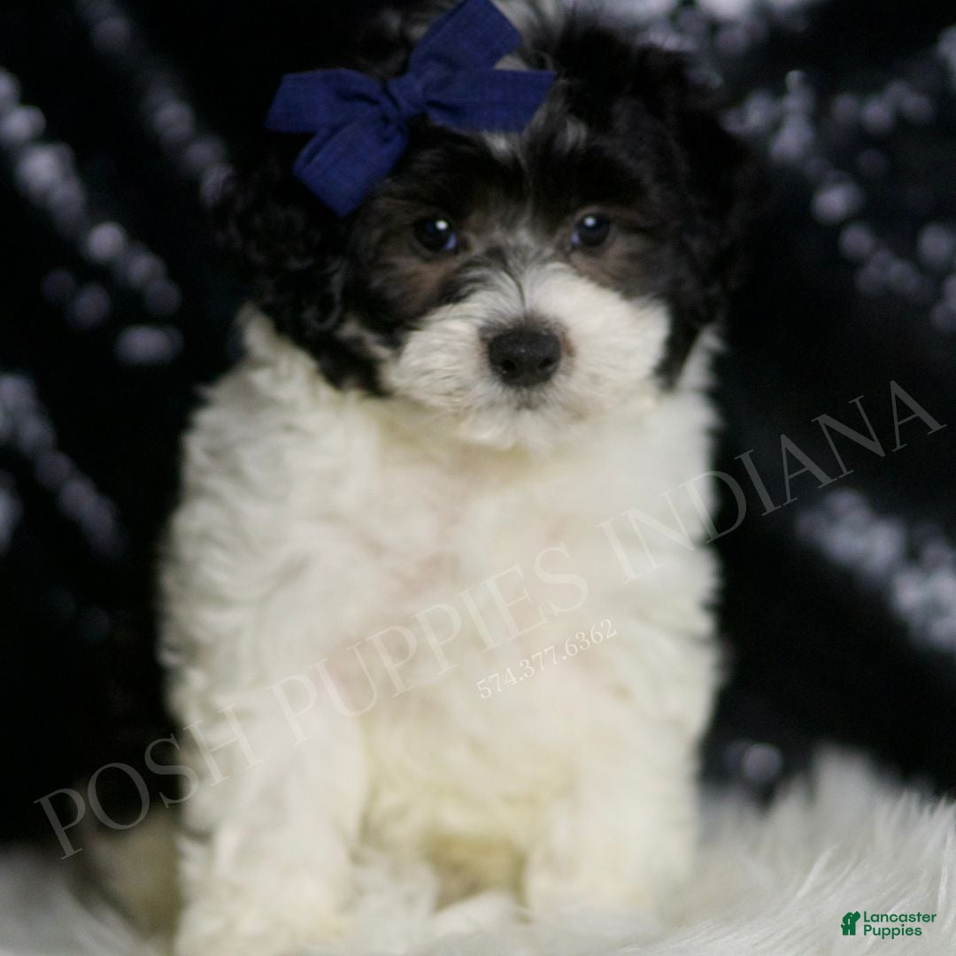Hypoallergenic Maltipoo Pekingese Mix Cute Maltese Puppy