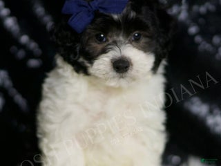 Maltipoo dogs - Ad 14