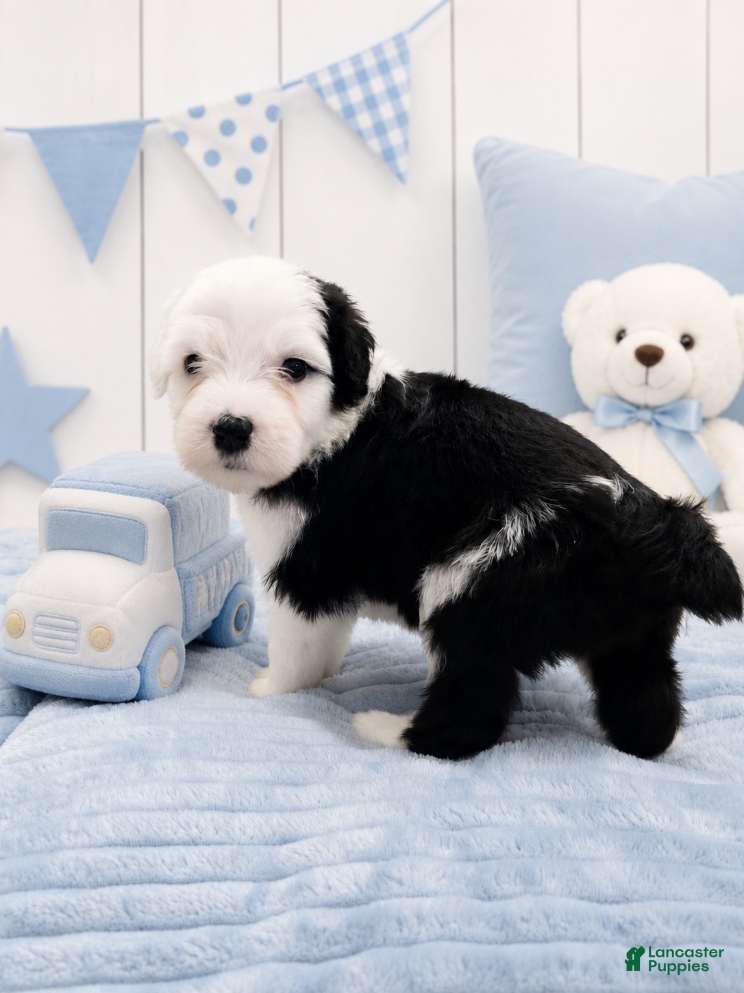 Sheepadoodle dogs Jax💙Last Boy💙 - Ad 1