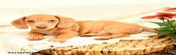 Miniature Dachshund dogs for sale: Ginger - Ad 3