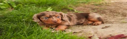Miniature Dachshund dogs for sale: Macintosh Miniature Dachshund  - Ad 4
