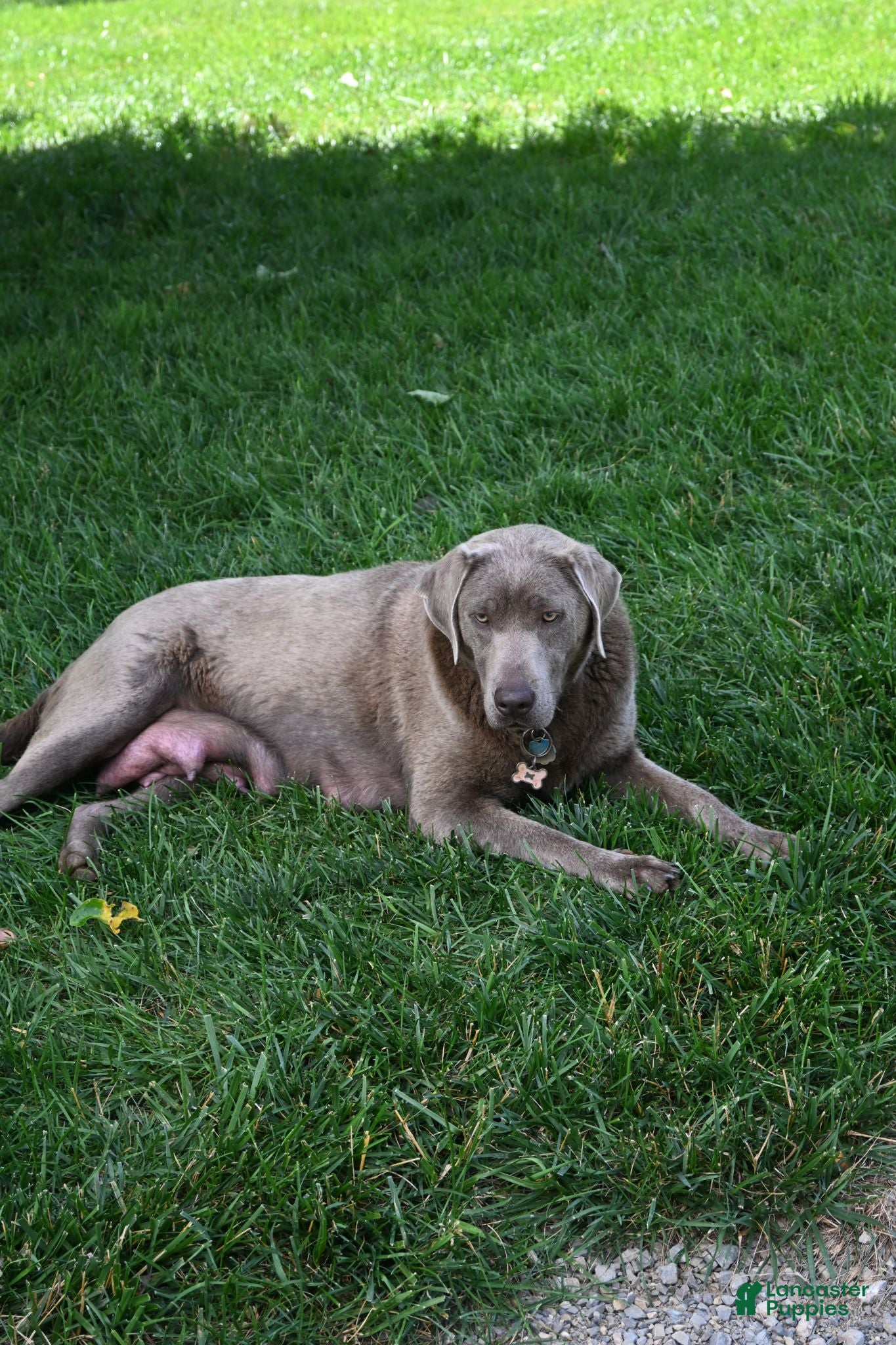 Labrador Retriever dogs Labrador Retriever 9 - Ad 2