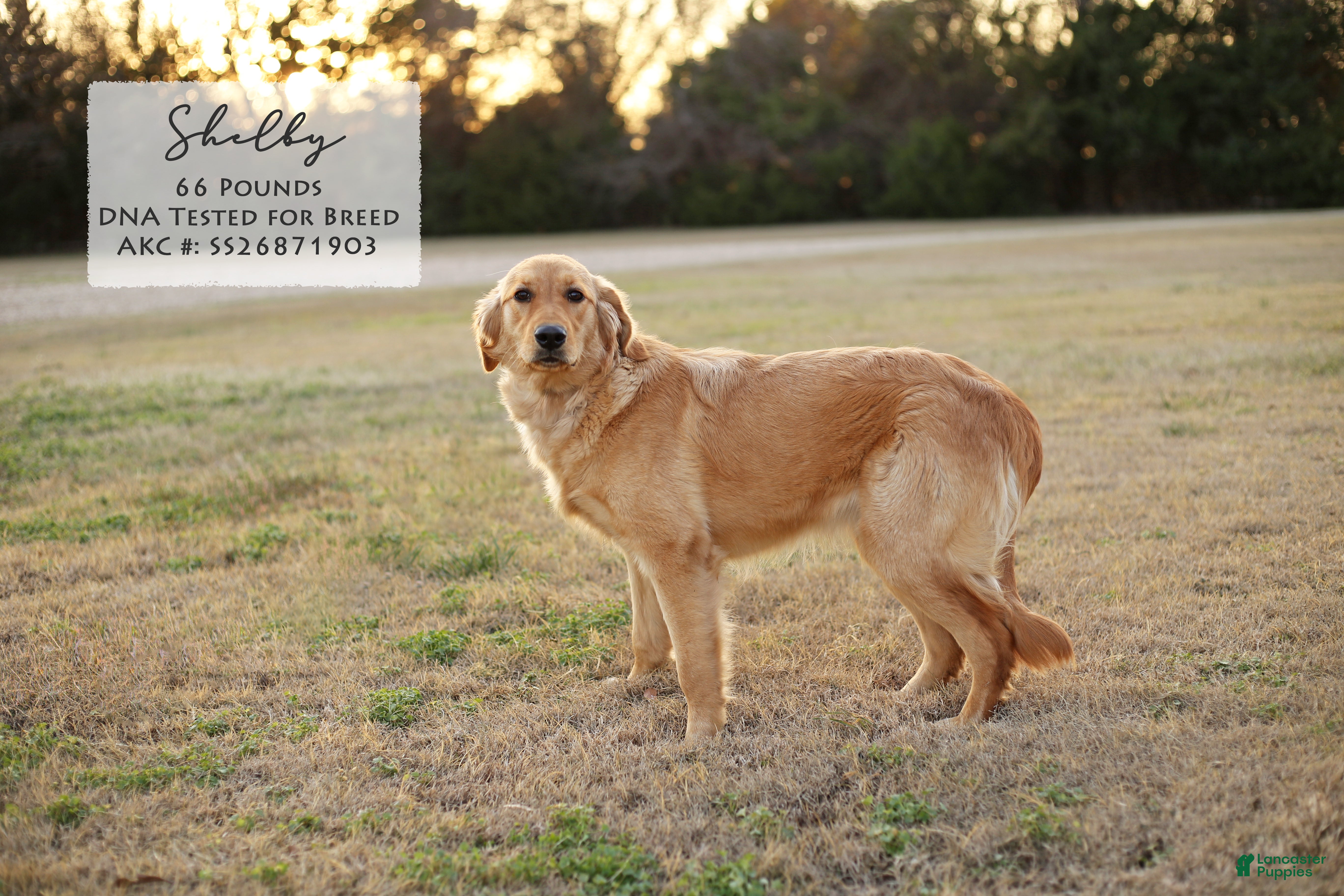 Mini Goldendoodle dogs Wendy - Ad 2