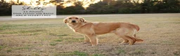 Mini Goldendoodle dogs for sale: Wendy - Ad 2
