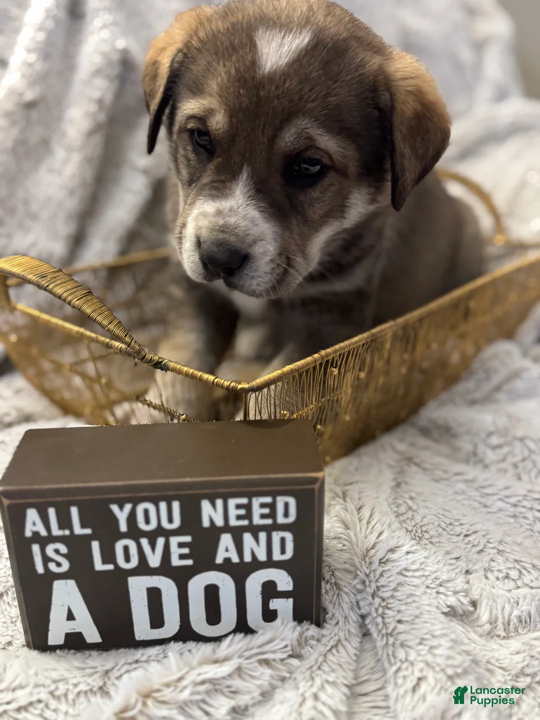 Mixed Breed dogs for sale: Sweetheart - Ad 6