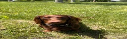 Miniature Dachshund dogs for stud: Richard Bartholomew  - Ad 6