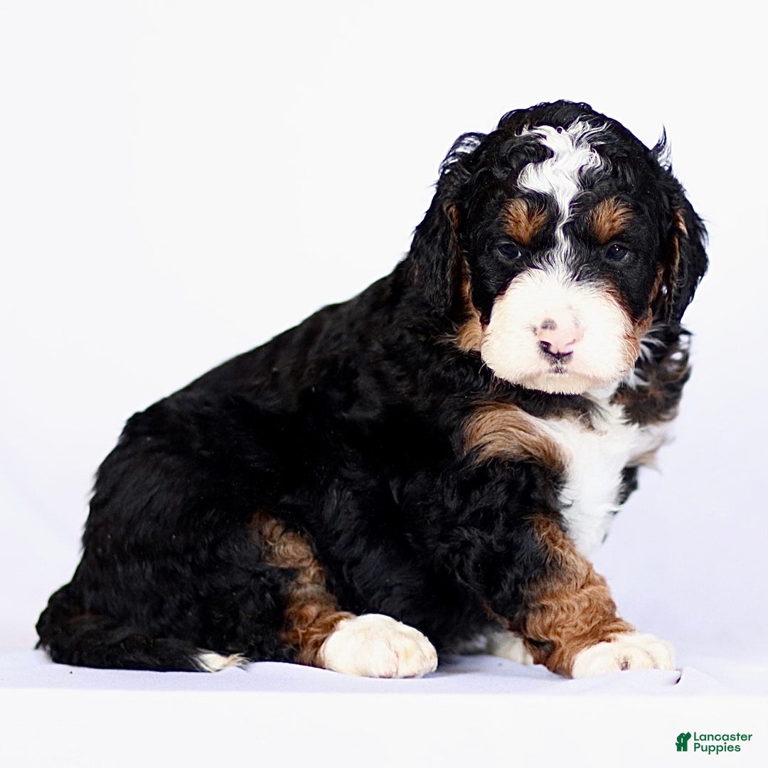 Mini Bernedoodle dogs for sale: George - Ad 4