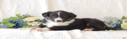 Border Collie dogs for sale: Buddy - Ad 2