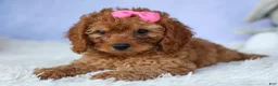 Cavapoo dogs for sale: TAMMY - Ad 14