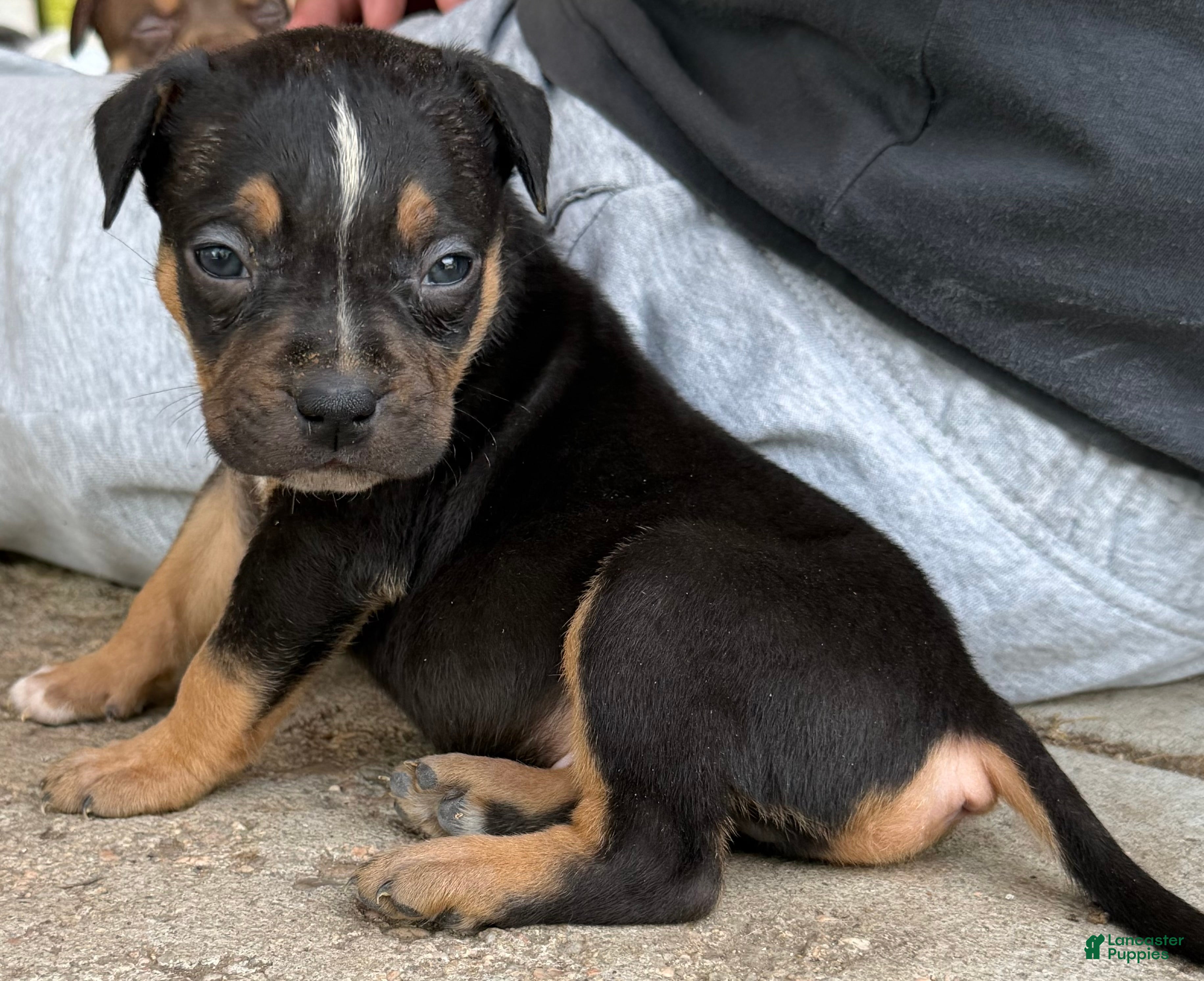 American Bully dogs American Bully Puppy 1 - Ad 2