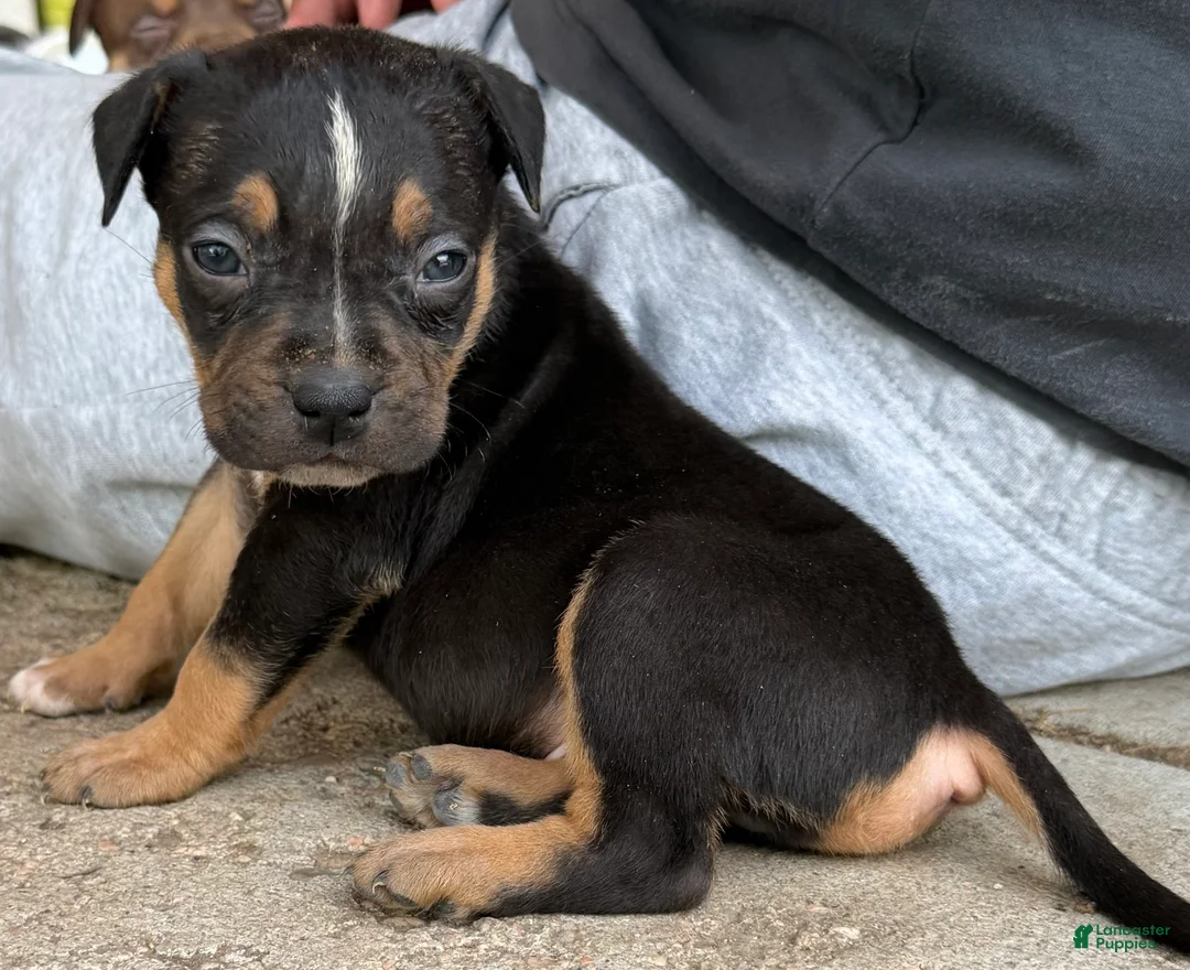 American Bully dogs for sale: American Bully Puppy 1 - Ad 1
