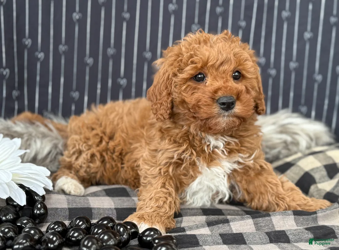 Cavapoo dogs for sale: Donovan - Ad 8