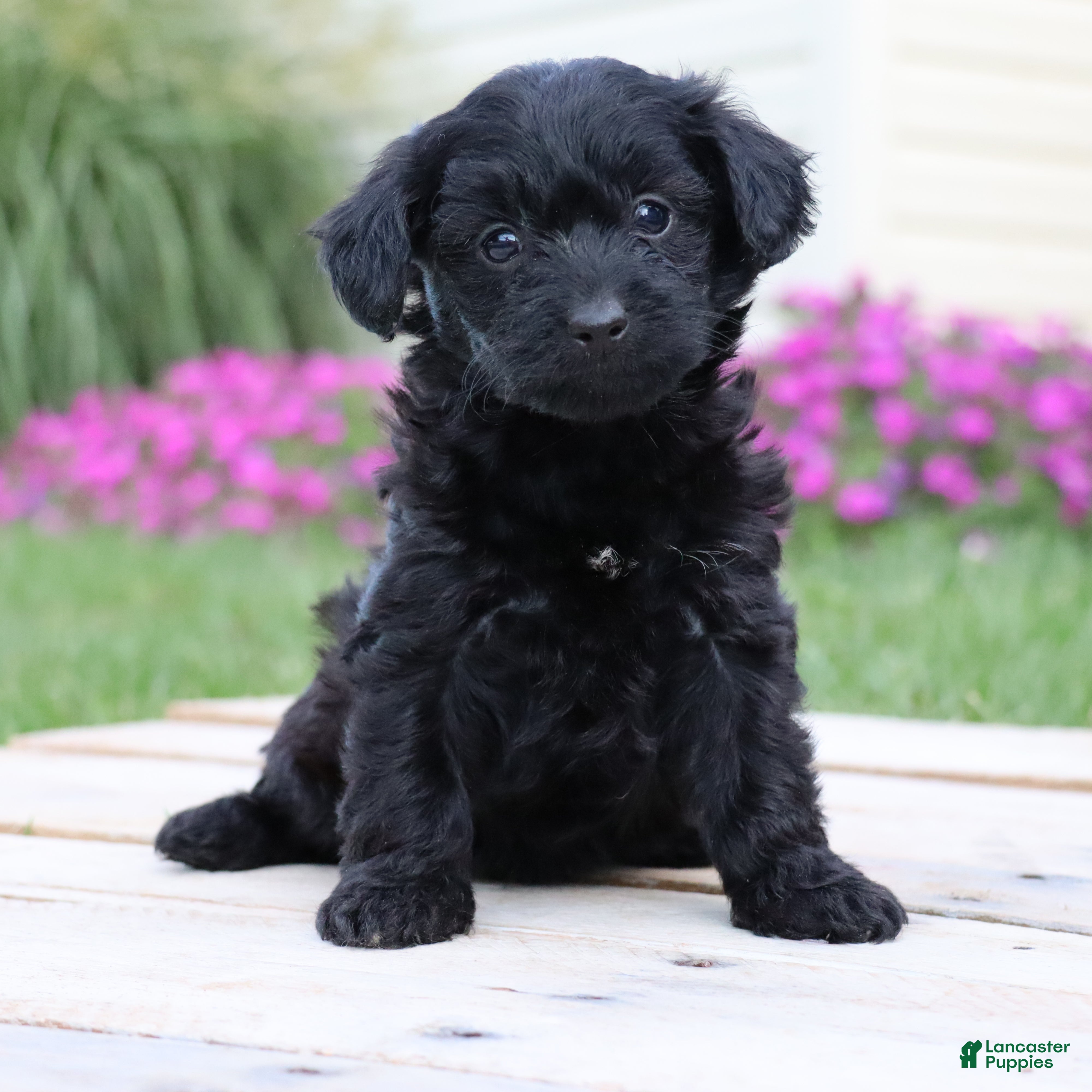 Yorkiepoo dogs Onyx - Ad 2