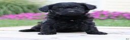 Yorkiepoo dogs for sale: Onyx - Ad 2