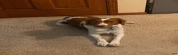 Brittany Spaniel dogs for sale: Brittany Spaniel 3 - Ad 2