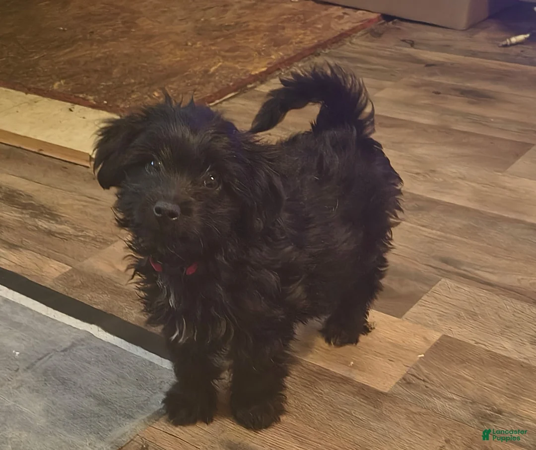 Schnauzer dogs for sale: Schnauzer Puppy 1 - Ad 2