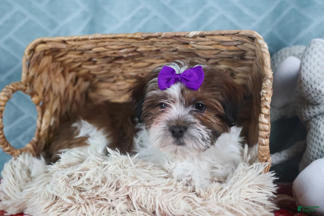 Teddy Bear dogs for sale: GINGER - Ad 8