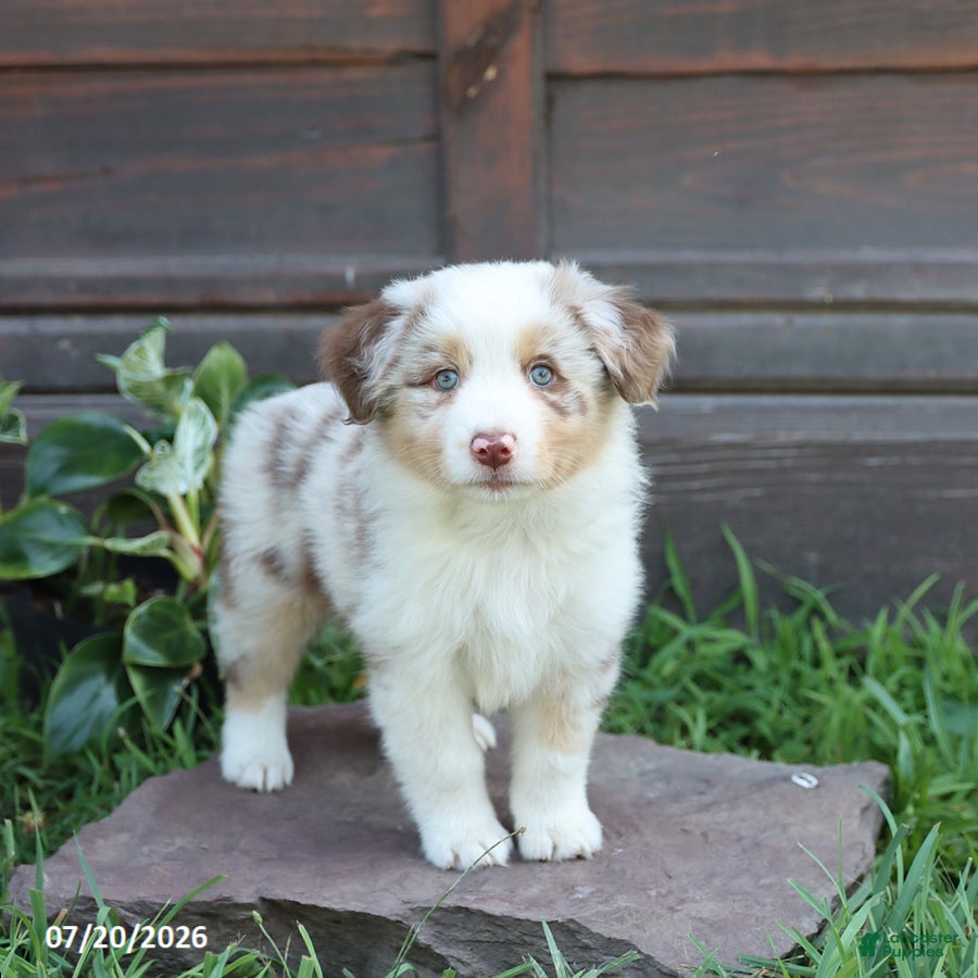 Australian Shepherd dogs Misty - Ad 1