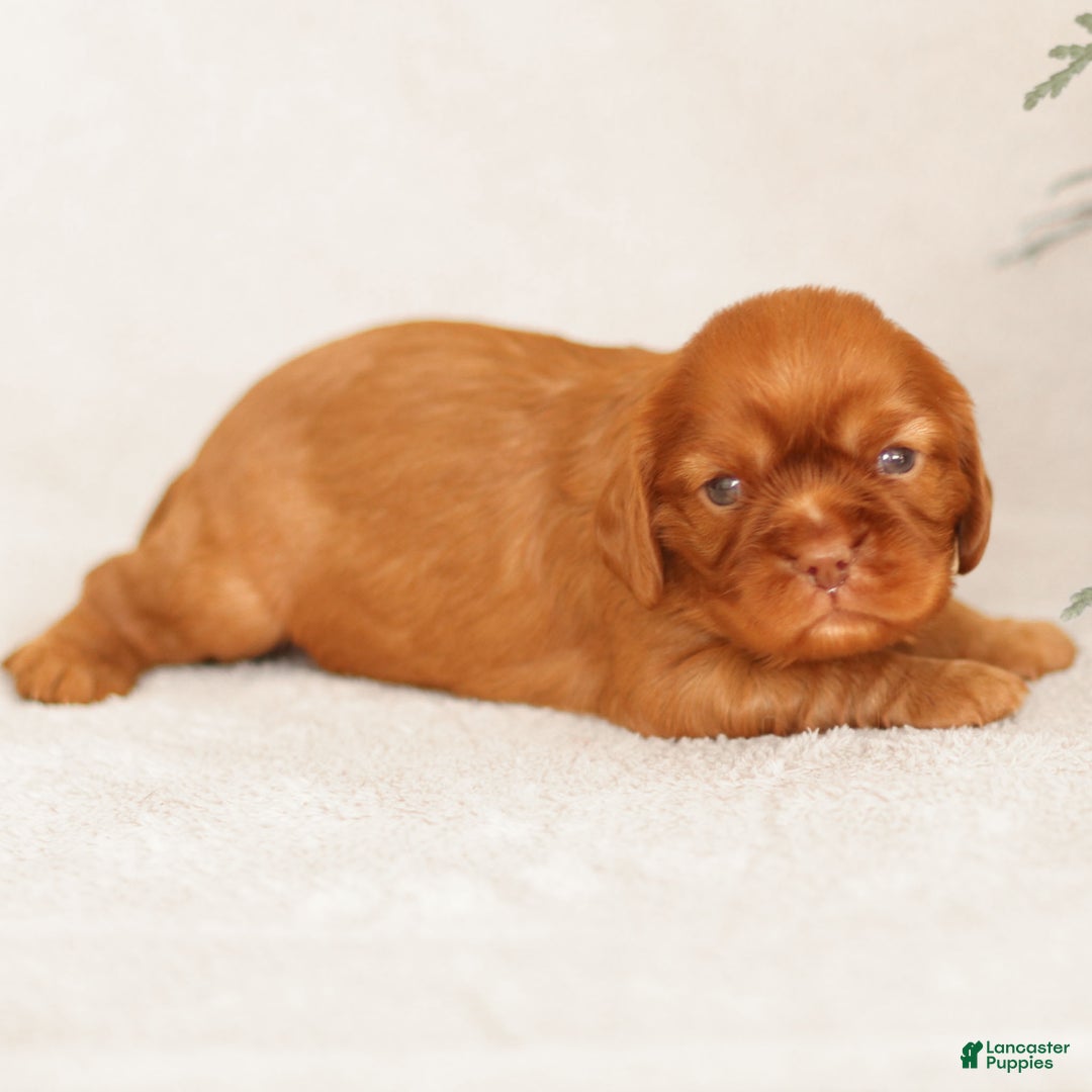 Cavalier King Charles Spaniel dogs for sale: Truce - Ad 1
